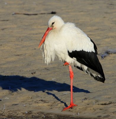 Ooievaar - White Stork