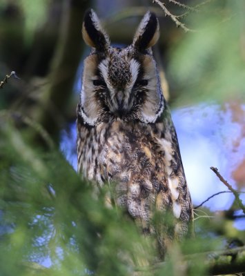 Ransuil - Long-eared Owl