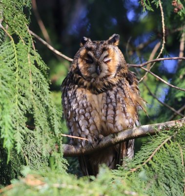 Ransuil - Long-eared Owl