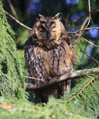 Ransuil - Long-eared Owl