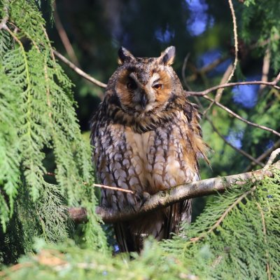 Ransuil - Long-eared Owl