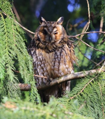 Ransuil - Long-eared Owl