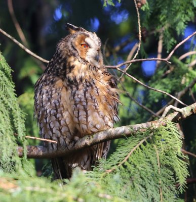 Ransuil - Long-eared Owl