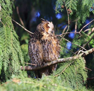 Ransuil - Long-eared Owl