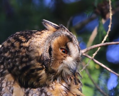 Ransuil - Long-eared Owl