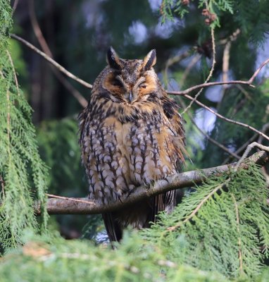 Ransuil - Long-eared Owl