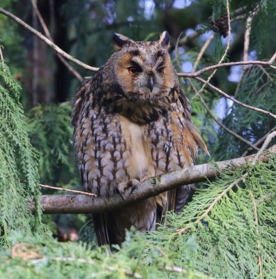 Ransuil - Long-eared Owl