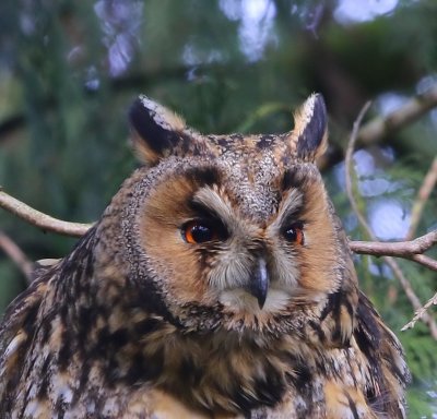 Ransuil - Long-eared Owl