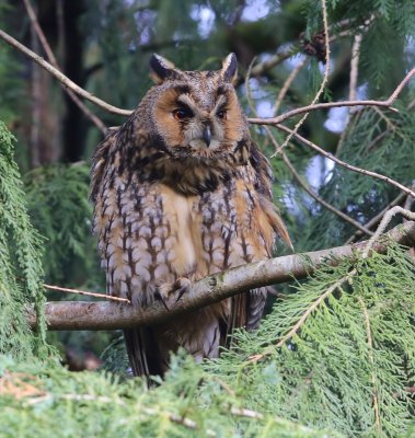 Ransuil - Long-eared Owl