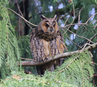 Ransuil - Long-eared Owl