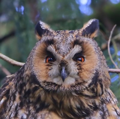 Ransuil - Long-eared Owl