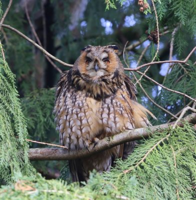 Ransuil - Long-eared Owl