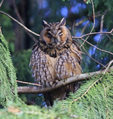 Ransuil - Long-eared Owl