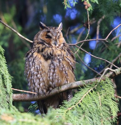 Ransuil - Long-eared Owl