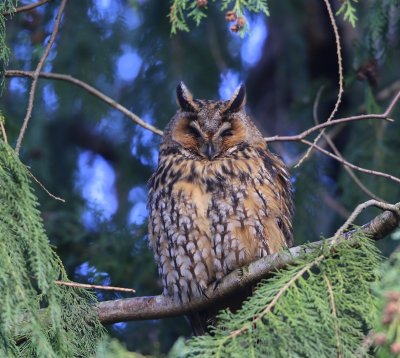 Ransuil - Long-eared Owl