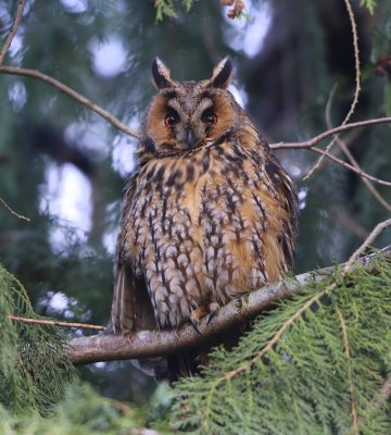 Ransuil - Long-eared Owl