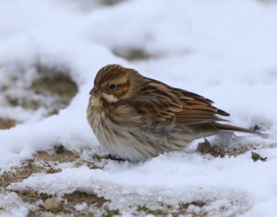 Rietgors - Common Reed Bunting