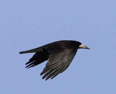 Roek - Rook