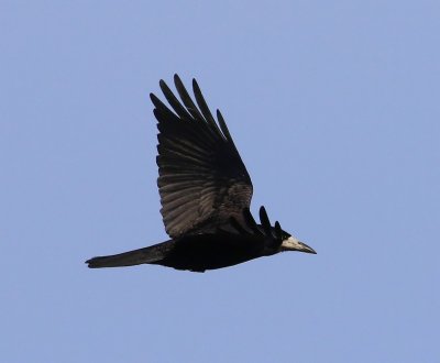 Roek - Rook