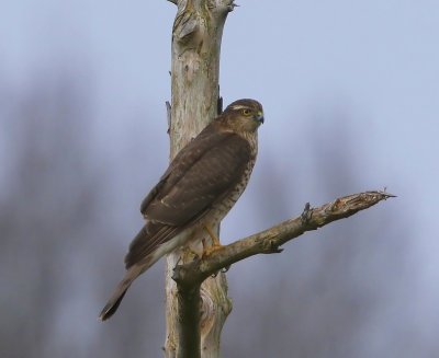 Sperwer - Eurasian Sparrowhawk
