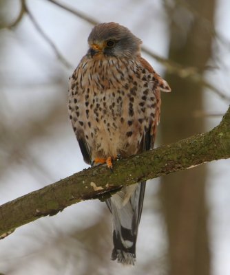 Torenvalk - Common Kestrel