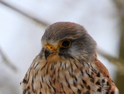 Torenvalk - Common Kestrel