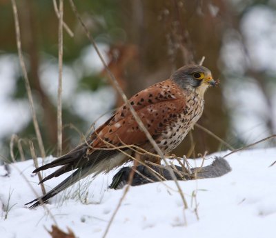 Torenvalk - Common Kestrel
