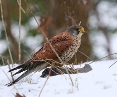 Torenvalk - Common Kestrel