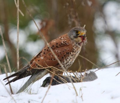 Torenvalk - Common Kestrel