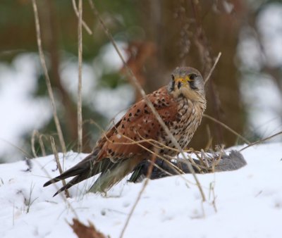 Torenvalk - Common Kestrel
