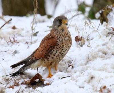 Torenvalk - Common Kestrel