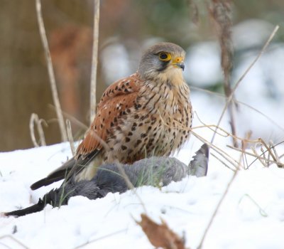Torenvalk - Common Kestrel