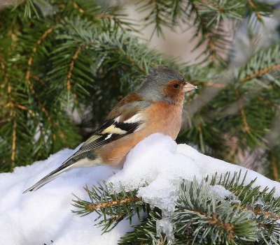 Vink - Common Chaffinch