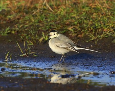 Witte Kwikstaart - White Wagtail