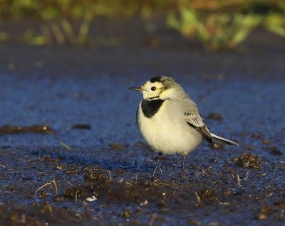 Witte Kwikstaart - White Wagtail
