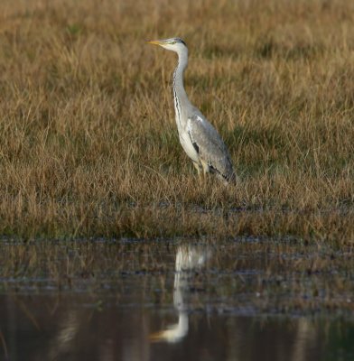Blauwe Reiger- Grey Heron
