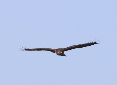 Buizerd - Common Buzzard