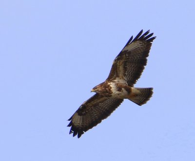 Buizerd - Common Buzzard