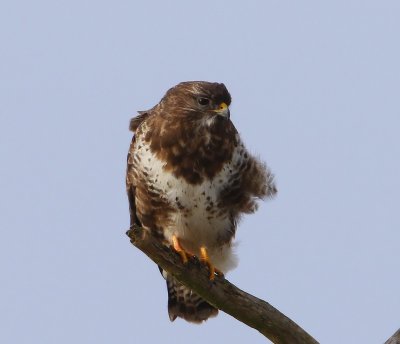 Buizerd - Common Buzzard