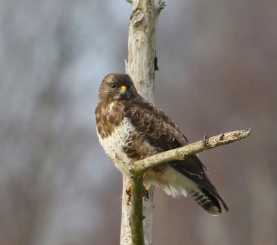 Buizerd - Common Buzzard