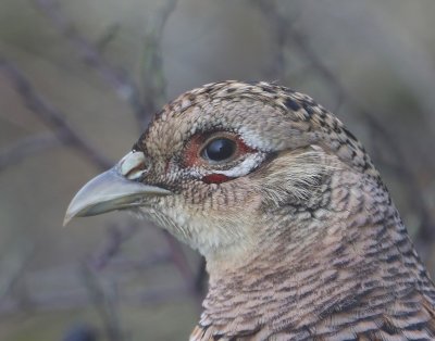 Fazant - Common Pheasant