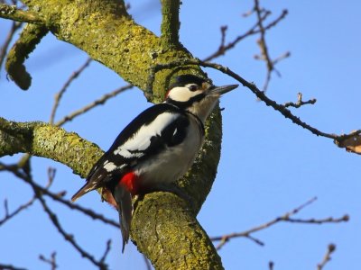 Grote Bonte Specht - Great Spotted Woodpecker