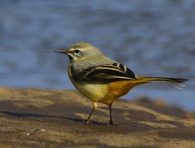 Grote Gele Kwikstaart - Grey Wagtail