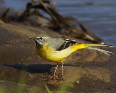 Grote Gele Kwikstaart - Grey Wagtail