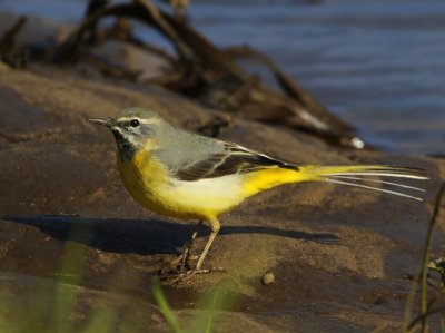 Grote Gele Kwikstaart - Grey Wagtail