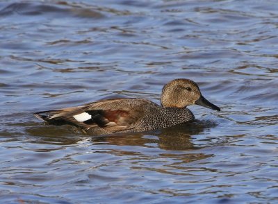 Krakeend - Gadwall