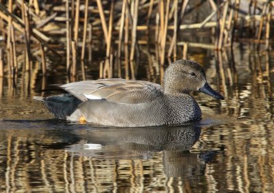 Krakeend - Gadwall