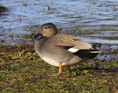 Krakeend - Gadwall