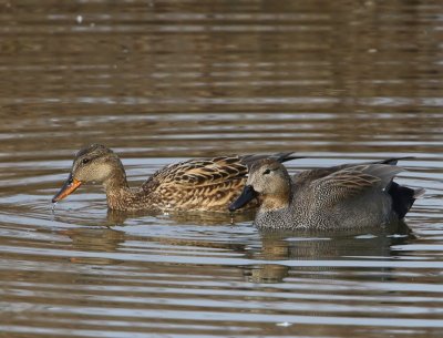 Krakeenden - Gadwalls