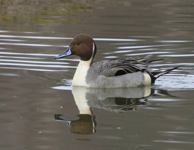 Pijlstaart - Northern Pintail